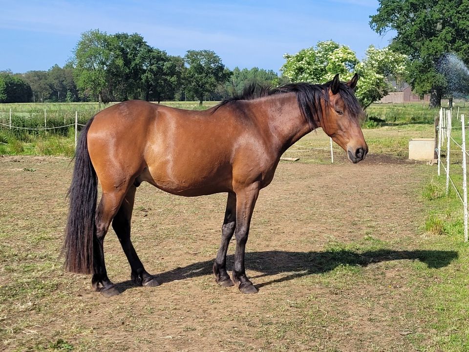 Wallach von 2019 in Wachtendonk