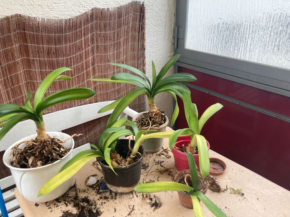 Lilien Ableger ab 3€ kleine , größere 5€-7€ in Rosenheim