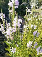 Gelenkblumen Garten Blumen Pflanzen Bodendecker Staude Kräuter Nordrhein-Westfalen - Rietberg Vorschau