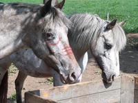Reitbeteiligung an Pony jeden Tag möglich  / Reitlehrer vorh. Nordrhein-Westfalen - Euskirchen Vorschau