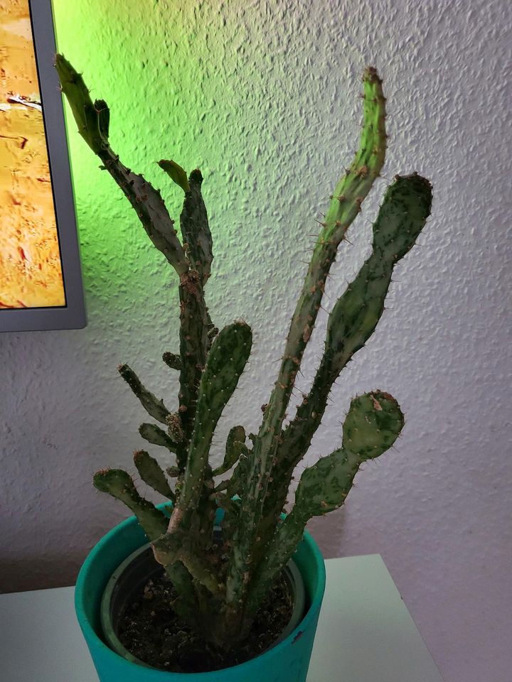 Kaktus groß, Zimmerpflanze mit Übertopf, cactus in Bielefeld