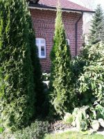 Thuja Smaragd ca. 3,50 m hoch, Solitärpflanze Schleswig-Holstein - Neuwittenbek Vorschau