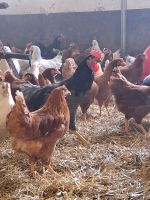 Geflügel, Wachteln, Junghennen, Hähnchen, Eier, Futtermittel Niedersachsen - Steimbke Vorschau