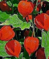 Lampionblume (Physalis alkekengi), mehrjährig,rot-orange Lampions Rheinland-Pfalz - Koblenz Vorschau