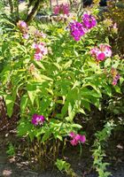 Flammenblume Phlox Bayern - Wendelstein Vorschau