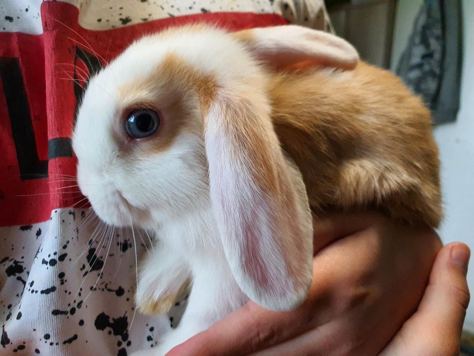 Zwergkaninchen Zwergwidder 10 Wochen alt Kaninchen in Quierschied
