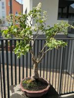 BONSAI - seltener, weißer Flieder - > 1m - in hochwertiger Schale Hessen - Bad Vilbel Vorschau