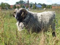 Gotlandschaf/ Guteschaf Brandenburg - Havelaue Vorschau