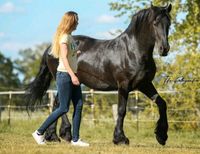 Reitbeteiligung (Pferd Sucht Reiter) Niedersachsen - Langenhagen Vorschau