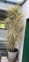 Sehr Große Palme Zimmerpflanze Nordrhein-Westfalen - Kempen Vorschau