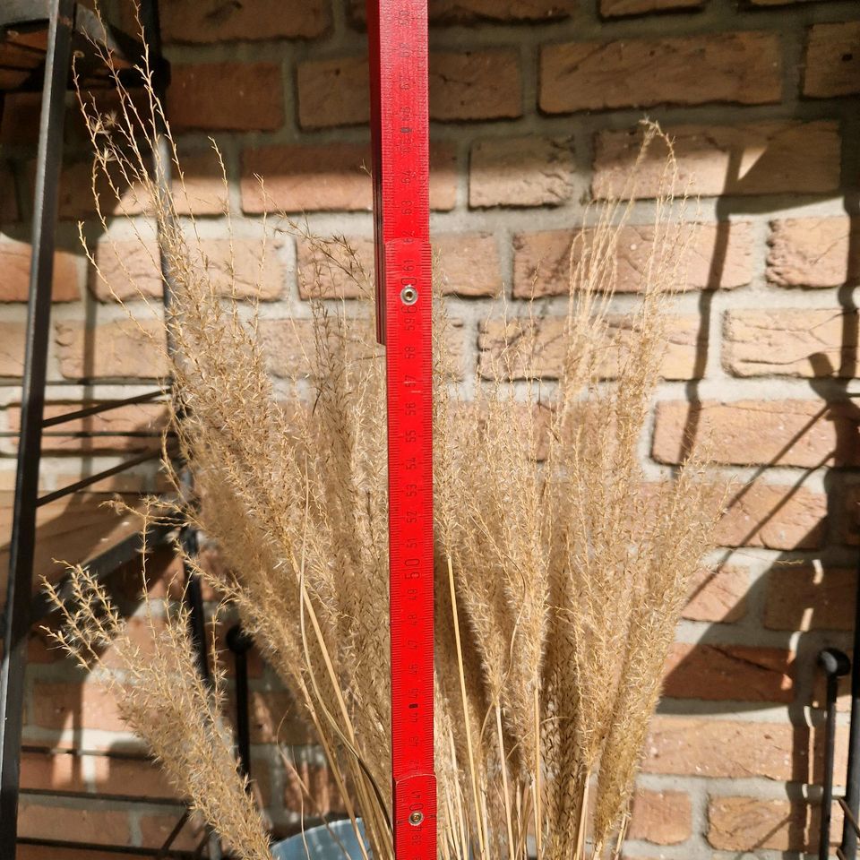 Getrocknetes Gras ca. 50-60 cm Preis Gesamt in Borchen