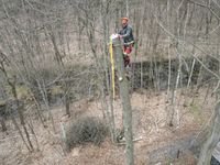 Professionelle Baumfällung - auch mit Seilklettertechnik (SKT) Sachsen - Bad Muskau Vorschau