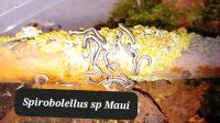 Spirobolellus sp Maui  Kleinere Tausendfüsser art. Sachsen-Anhalt - Calbe (Saale) Vorschau