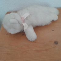 Ty Katze weiss Nordrhein-Westfalen - Herne Vorschau