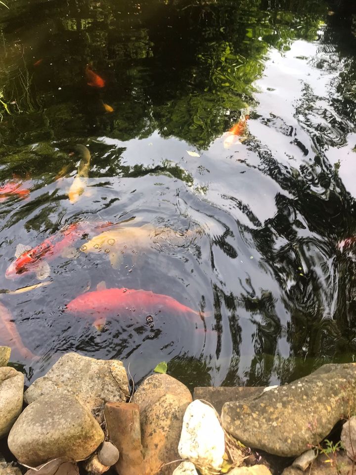 Kois aus privatem gepflegtem Teich in Wegberg