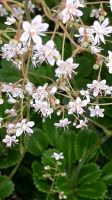 Porzellansteinbrech oder Moossteinbrech insektenfreundlich winter Pankow - Buch Vorschau