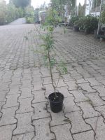 Caragana arborescens 60-80cm Erbsenstrauch Nordrhein-Westfalen - Simmerath Vorschau