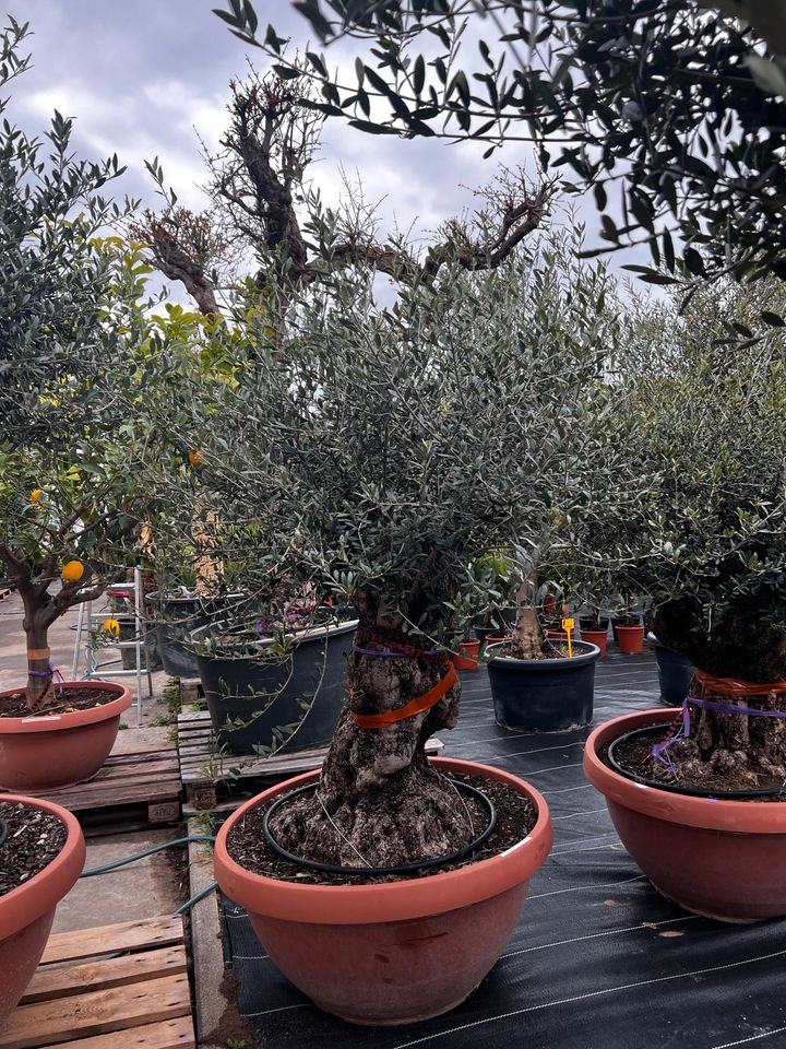 Olivenbaum olea europea winterhart in Altlußheim