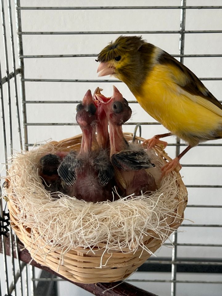 Kanarienvögel mit Haube von Februar 2024 3 Stück in Kierspe