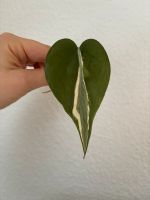 Philodendron Rio Gabby Plants Ableger Steckling bewurzelt Berlin - Wilmersdorf Vorschau