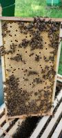 Biete starke Bienenvölker auf Deutsch Normal Maß DNM Nordrhein-Westfalen - Düren Vorschau