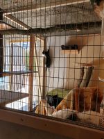 Tierschutz OPR -  alles für die Katze gesucht! Brandenburg - Fehrbellin Vorschau