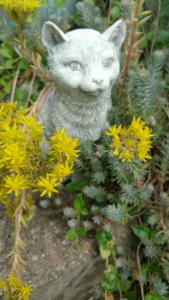 Hauswurz Steinrose Dachwurz Sukkulenten Steingarten Deko ..... in Hünfeld