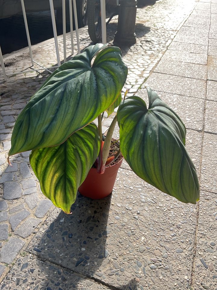 Philodendron Colombia 45€ paraiso verde 17€ joepii 20€ Mamei 15€ in Berlin