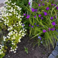 Blumensamenmischung winterharte Stauden + andere Leipzig - Großzschocher Vorschau