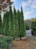 Thuja Smaragd 2m mit schneller Lieferung! Berlin - Treptow Vorschau