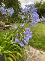 Schmucklilien „Blue Giant“ Sachsen-Anhalt - Mansfeld Vorschau