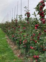 Gartenpflege • Obstbaumschnitt • Heckenschnitt • Rasenmähen Bielefeld - Altenhagen Vorschau