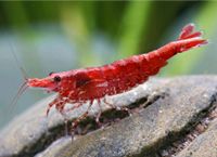 Neocaradina Garnelen Rot Hessen - Korbach Vorschau