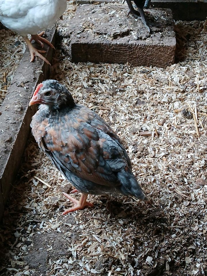 Bruteier bunte Hühnerschar in Markneukirchen