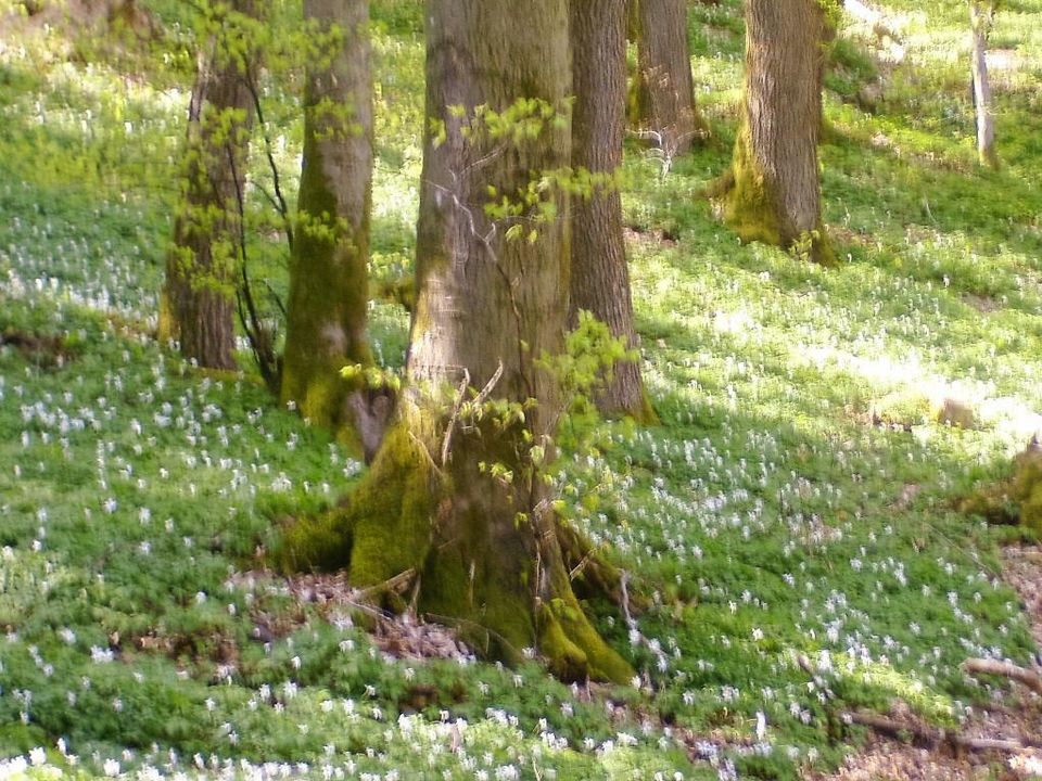 Ferienwohnungen  in der Eifel in Prüm