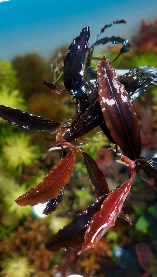 New ⭐❤ Red Chili 2x ❤⭐ Rare Bucephalandra Aquarium Garnelen in Freiburg im Breisgau