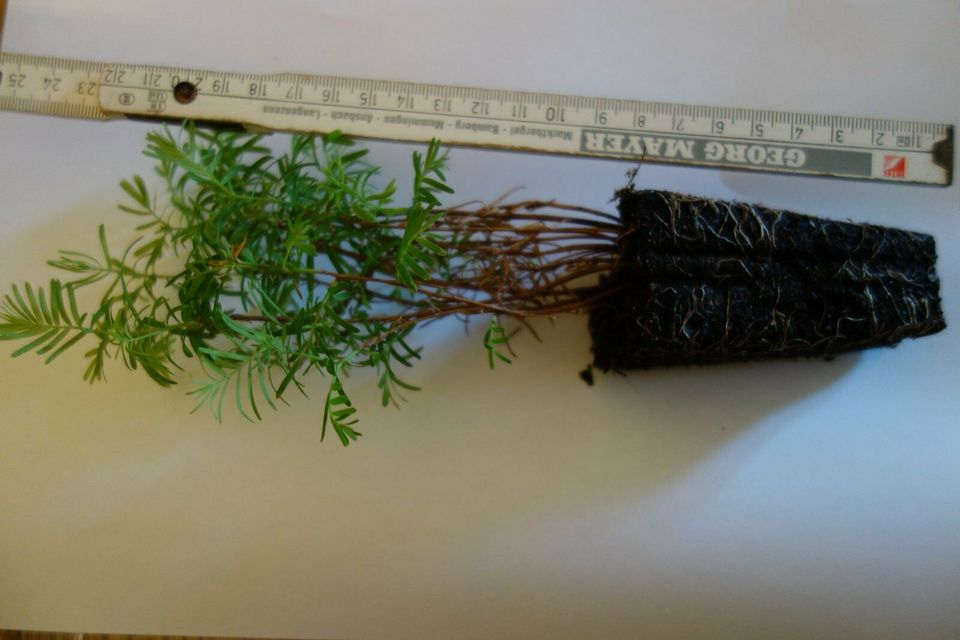 urweltmammutbaum,metasequoia glyptostroboides,bonsai, in Jettingen-Scheppach