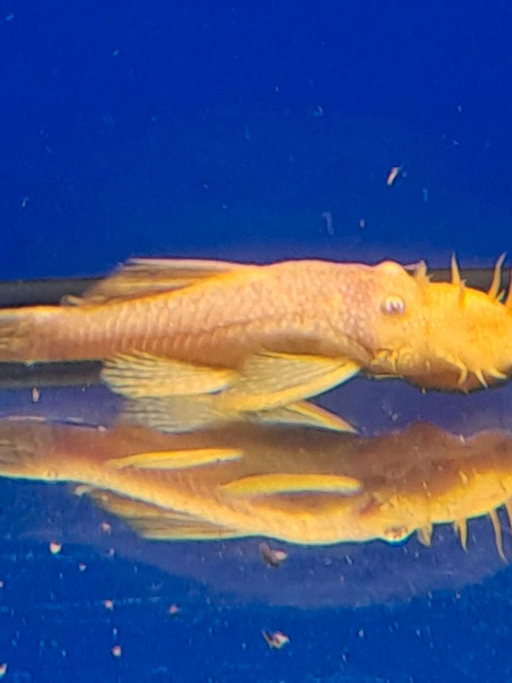 Antennenwels Gold (Albino) ancistrus sp. in Pforzheim