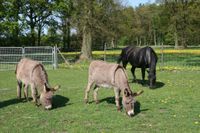 2x Offenstallplatz für Beisteller Rentner Gnadenhofpferde Schleswig-Holstein - Ammersbek Vorschau