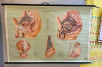 Schulwandkarte Beckenrorgane des Mannes Nordrhein-Westfalen - Tönisvorst Vorschau