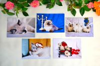 5 Postkarten Kätzchen Kitten Cats Sachsen-Anhalt - Kemberg Vorschau