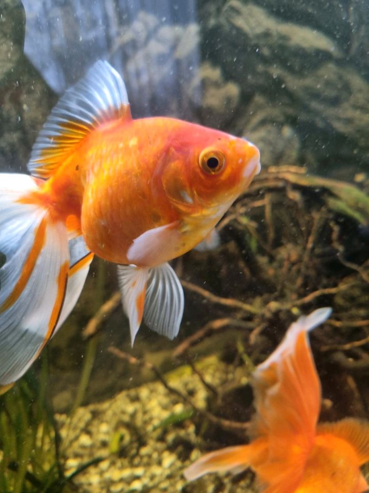 Oranda Goldfish - Schleierschwanz in Schongau