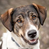 Nenita, Mischling, 2 Jahre, weiblich, Tierhilfe Franken e.V. Bayern - Lauf a.d. Pegnitz Vorschau