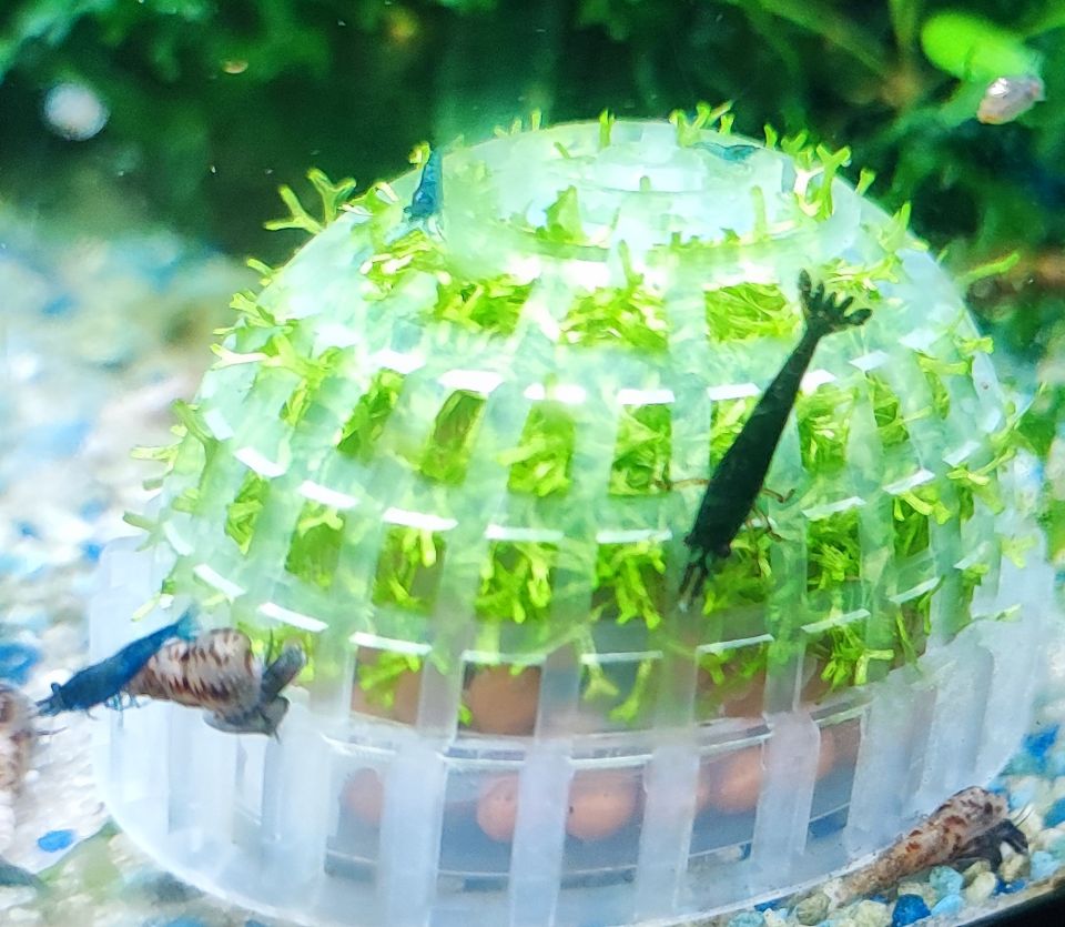 Pflanzen Kugel Bälle 5-7 cm für Aquarium Neu bepflanzt Bild 2 in Kamenz