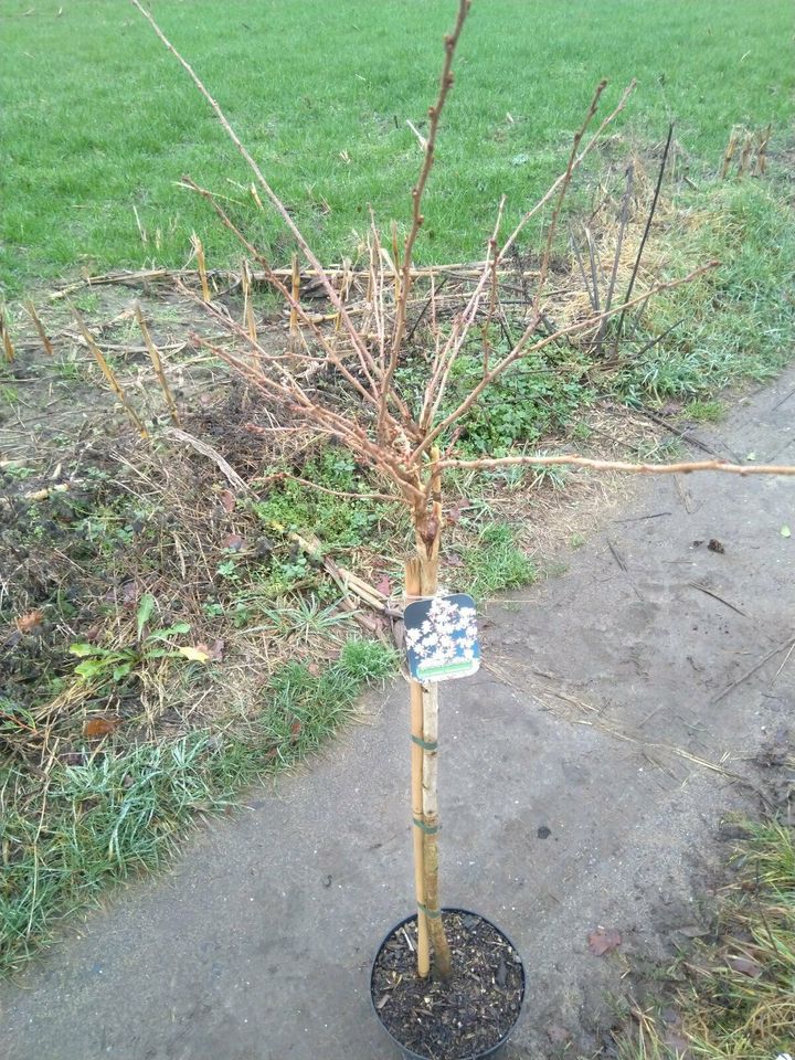 Japanische Zierkirsche / Hochstamm / Prunus Okame in Bocholt