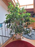 Ficus Benjamini Pflanze pflegeleicht Birkenfeige mit Übertopf Nordrhein-Westfalen - Netphen Vorschau