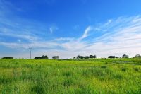 Grünland / Mähflächen / Landwirtschaftliche Nutzflächen gesucht Niedersachsen - Rhauderfehn Vorschau