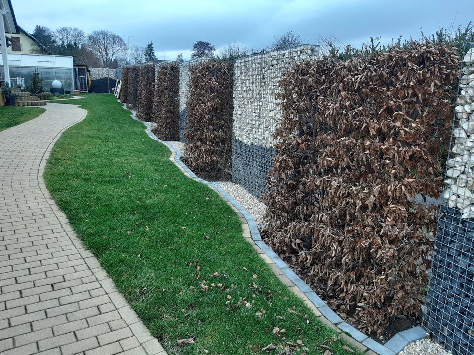 Grünschnitt Rasenmähen Heckenschnitt Baumpflege Gartenarbeit usw. in Mansfeld