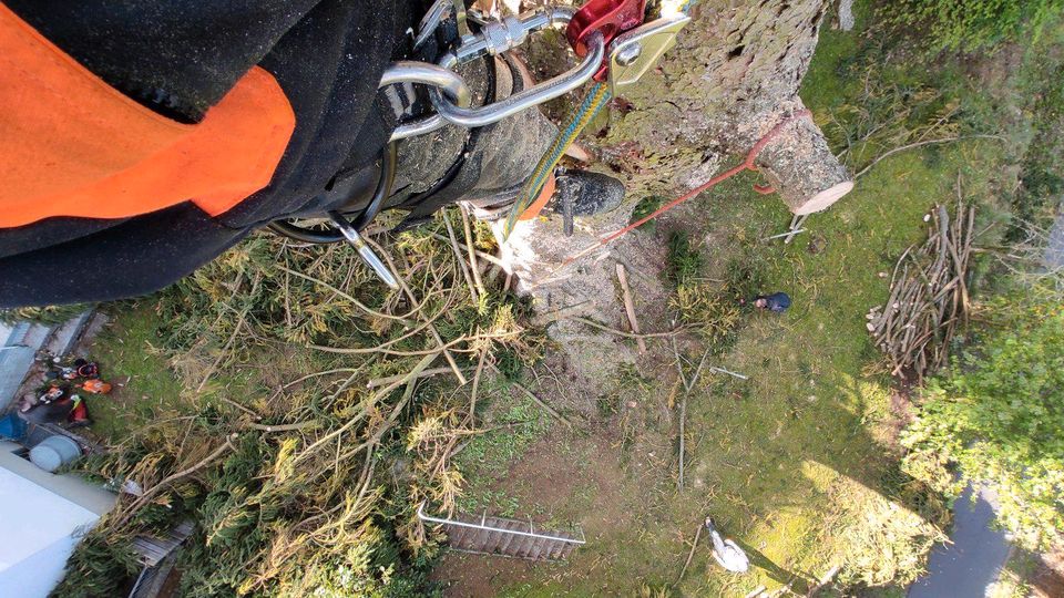 Baumfällung, Fällarbeiten, Baum fällen in Bischofsheim