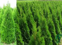 Thuja Smaragd Lebensbaum 120 bis 140 cm. 11,- € bei Abholung. Niedersachsen - Wietmarschen Vorschau